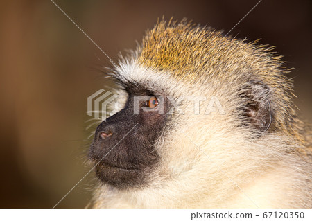 A portrait of a monkey A portrait of a monkey 67120350