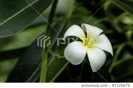 Natural photos: Popularly grown porcelain flowers (Viet Nam) Natural photos: Popularly grown porcelain flowers (Viet Nam) 67120679