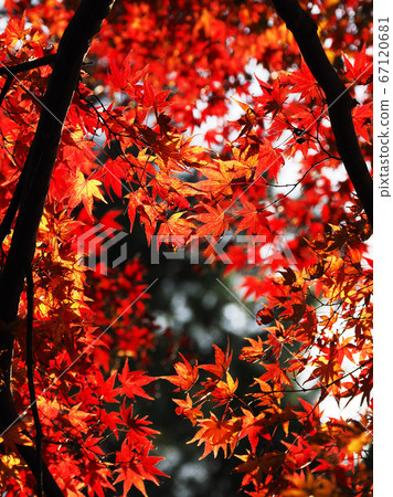 Autumn leaves (fall image) Autumn leaves (fall image) 67120681