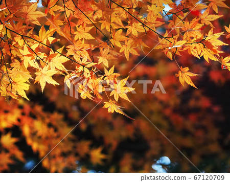 Autumn leaves (fall image) Autumn leaves (fall image) 67120709