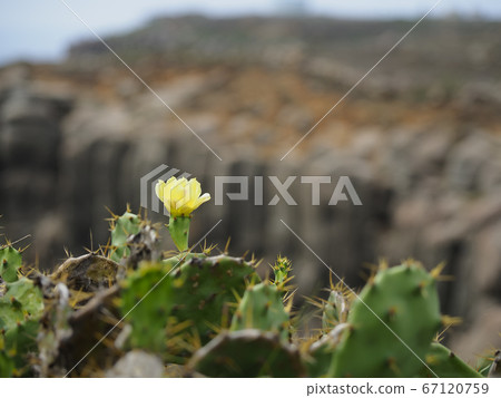 Opuntia, Hujing, Taiwan / Penghu, Taiwan 67120759