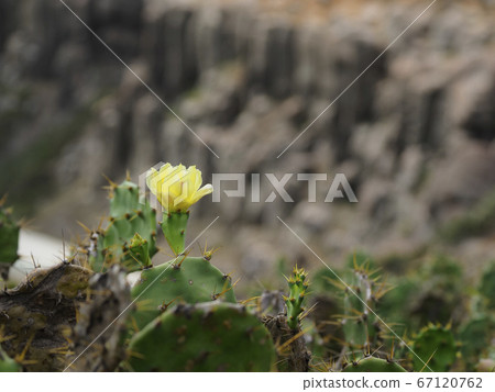 台灣，湖景，仙人掌/台灣澎湖 67120762