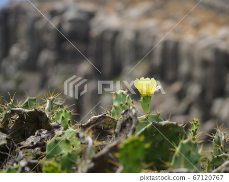 Opuntia, Hujing, Taiwan / Penghu, Taiwan Opuntia, Hujing, Taiwan / Penghu, Taiwan 67120767