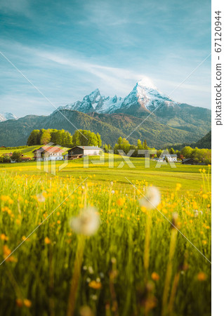 Idyllic landscape in the Alps with blooming meadows in springtime at sunset 67120944