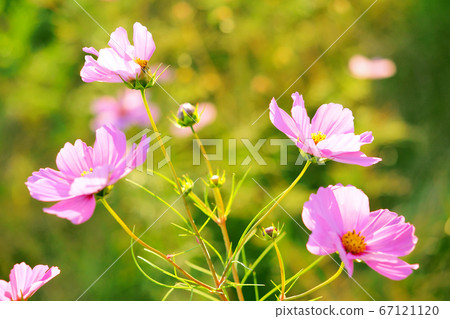 Autumn (Cosmos) 67121120