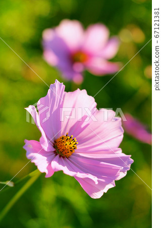 Cosmos 67121381
