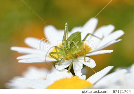 Yabukiri larvae eating daisy pollen Yabukiri larvae eating daisy pollen 67121764