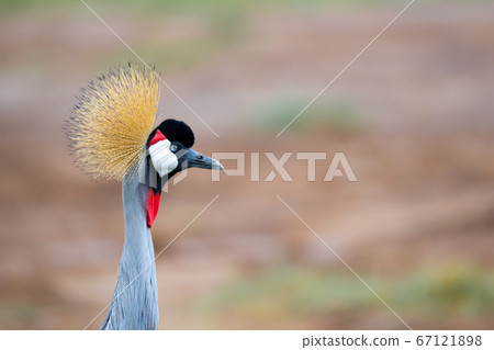 A native bird in Kenya A native bird in Kenya 67121898