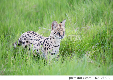 A serval cat in the tall grass in Kenya A serval cat in the tall grass in Kenya 67121899