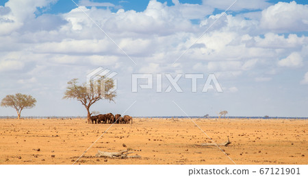 A herd of elephants looks for shade under a tree A herd of elephants looks for shade under a tree 67121901