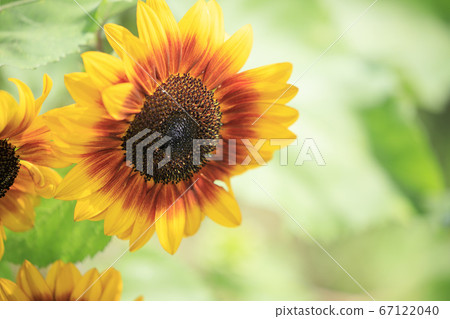 Sunflower in full bloom at Izumi Recycle Environment Park Sunflower in full bloom at Izumi Recycle Environment Park 67122040