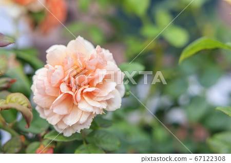 Izumi Recycle Environment Park Rose Garden 67122308