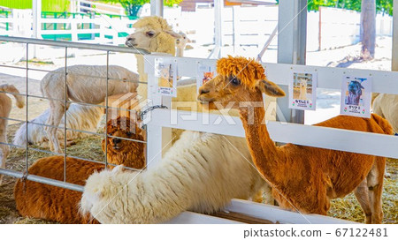 Biei Shikisai no Oka Alpaca Farm Biei Shikisai no Oka Alpaca Farm 67122481