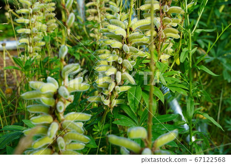 Lupine young seeds Lupine young seeds 67122568
