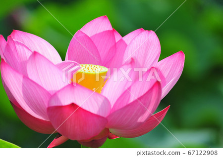 Beautiful ancient lotus (green background) Beautiful ancient lotus (green background) Beautiful ancient lotus (green background) Beautiful ancient lotus (green background) 67122908