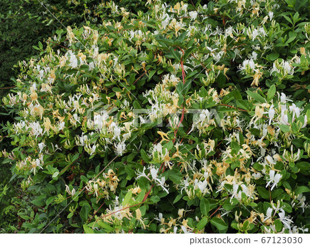 Honeysuckle 67123030