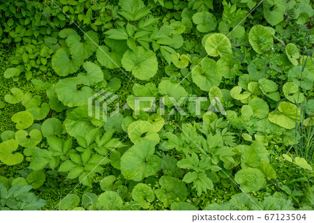 Green at your feet (May 2020) Green at your feet (May 2020) 67123504