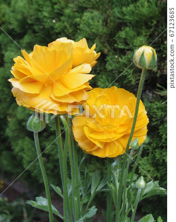 Yellow ranunculus Ranunculus asiaticus 67123685