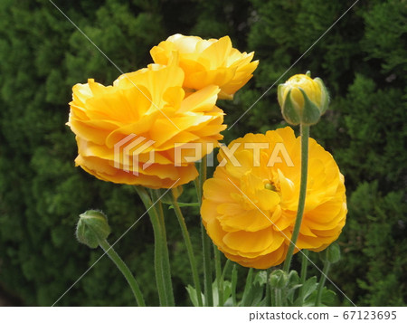 Yellow ranunculus Ranunculus asiaticus 67123695