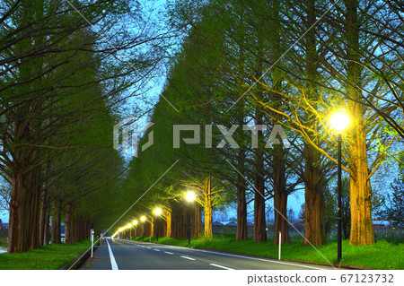 Metasequoia A tree-lined dawn 67123732