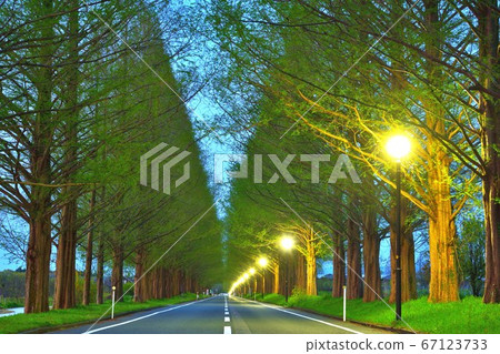 Metasequoia A tree-lined dawn Metasequoia A tree-lined dawn 67123733