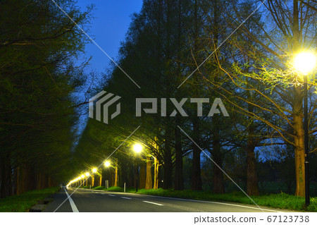 水杉綠樹成蔭的黎明 67123738