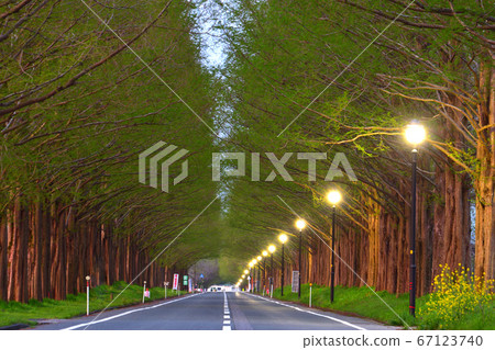Metasequoia A tree-lined dawn Metasequoia A tree-lined dawn 67123740