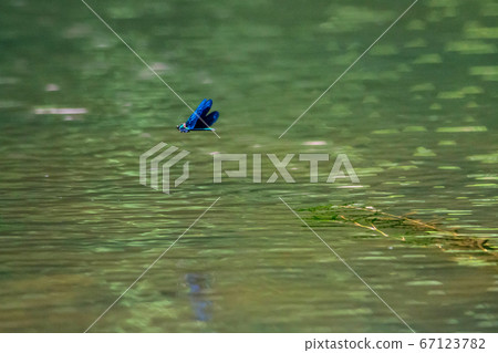 水蜻蜓 水蜻蜓 67123782