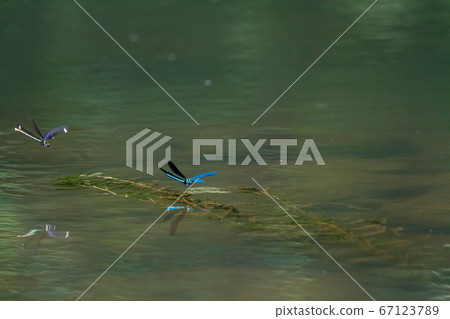 水蜻蜓 水蜻蜓 67123789