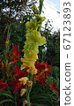 Flowers 67123893