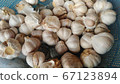 garlic  67123894