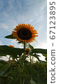 sunflower	 67123895