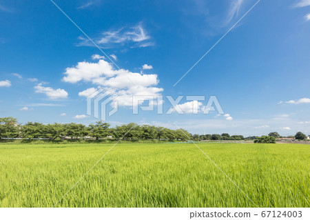 Minuma rice field, summer sky and lush rice field 67124003