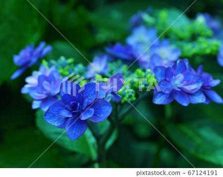 Flowers blooming in the rainy season 67124191