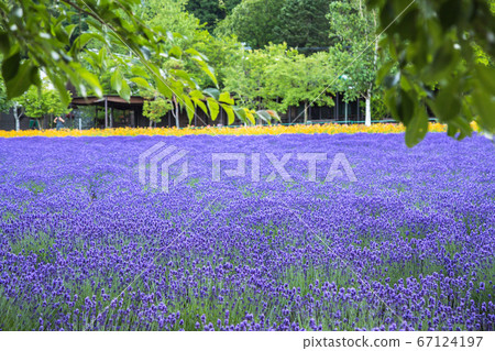 Lavender field Lavender field 67124197