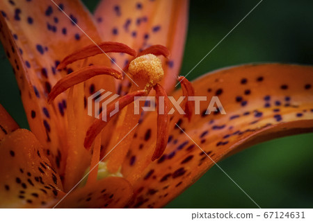 韓國野花 67124631