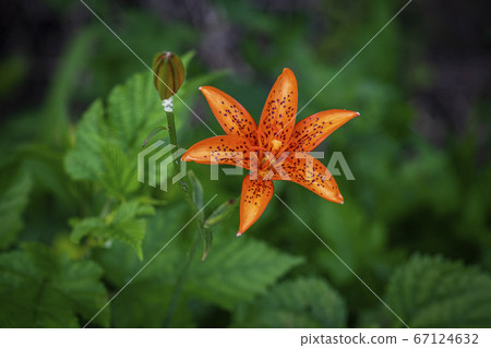 韓國野花 67124632