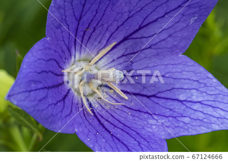 Korean wildflowers 67124666