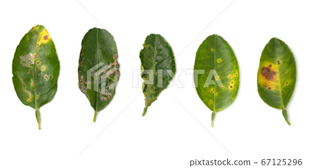 Plant diseases ,Lime leaf damage from leaf miner,Citrus canker and Thrips isolated on white background 67125296