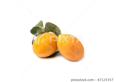 Thai plango fruit or marian plum on white background Thai plango fruit or marian plum on white background 67125357