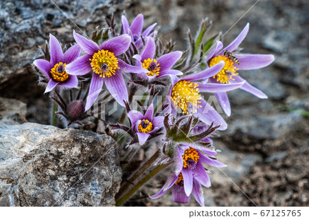 Donggang Hwaseong Donggang Hwaseong 67125765