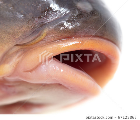 Lips of fish carp on a white background Lips of fish carp on a white background 67125865