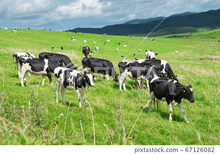 Dairy cows grazing on a farm in Sarobetsu Wilderness / Tomimachi, Hokkaido 67126082