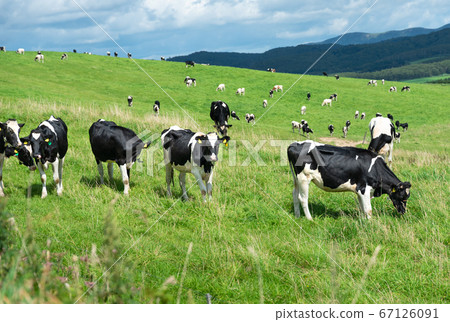 Dairy cows grazing on a farm in Sarobetsu Wilderness / Tomimachi, Hokkaido Dairy cows grazing on a farm in Sarobetsu Wilderness / Tomimachi, Hokkaido 67126091