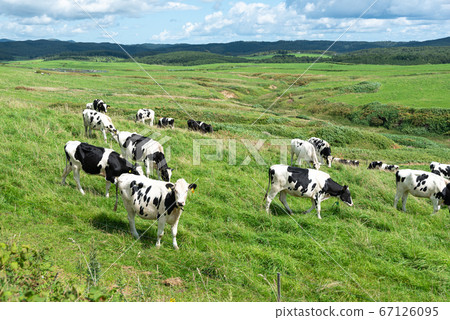 Dairy cows grazing on a farm in Sarobetsu Wilderness / Tomimachi, Hokkaido 67126095