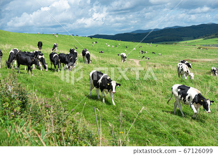 Dairy cows grazing on a farm in Sarobetsu Wilderness / Tomimachi, Hokkaido 67126099