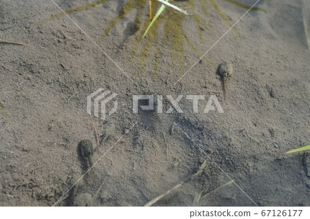 to蟾蜍青蛙 67126177