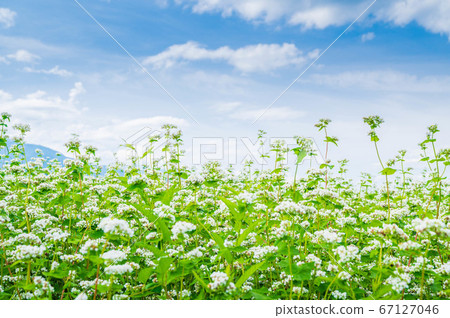 盛開的蕎麥場山形村 盛開的蕎麥場山形村 67127046