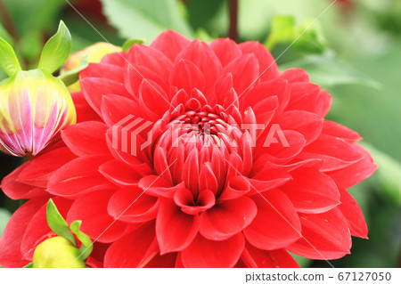 鮮豔美麗的紅色大理花 鮮豔美麗的紅色大理花 67127050
