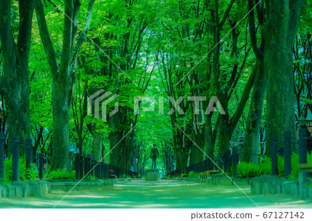 Jozenji-dori Miyagi 仙台 Cityscape 樹木之城 67127142